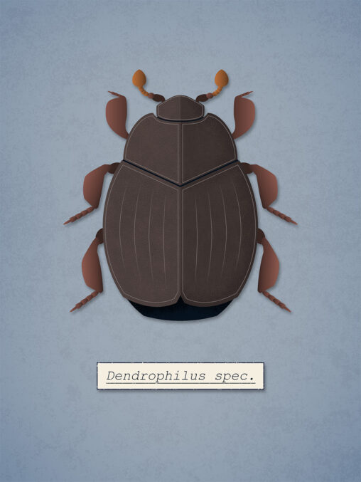 Dendrophilus species