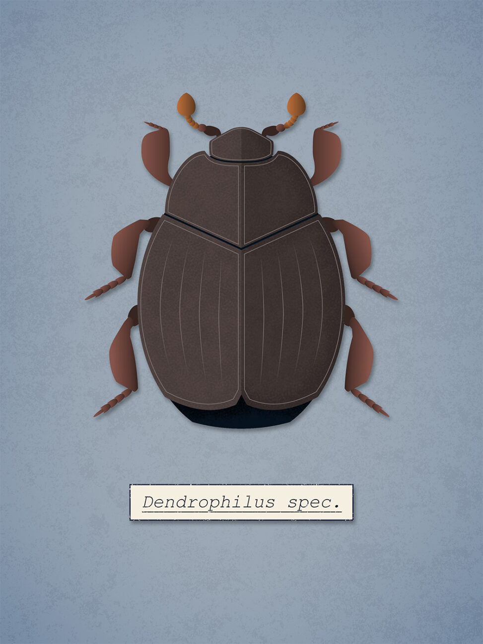 Dendrophilus species