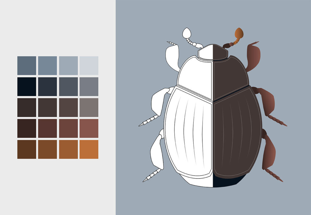 Outlines and colour table of Dendrophilus species illustration